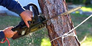 Best Weed Control  in Edgewood, PA