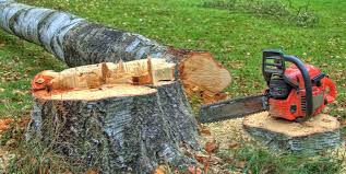 Best Fruit Tree Pruning  in Edgewood, PA