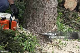 Lawn Pest Prevention in Edgewood, PA
