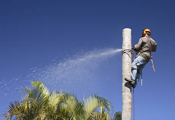 Best Tree Maintenance Programs  in Edgewood, PA
