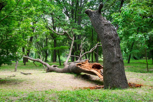 Best Lawn Pest Prevention  in Edgewood, PA