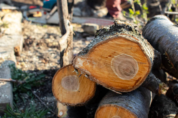 Best Root Management and Removal  in Edgewood, PA