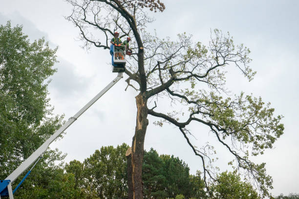 Best Mulching Services  in Edgewood, PA