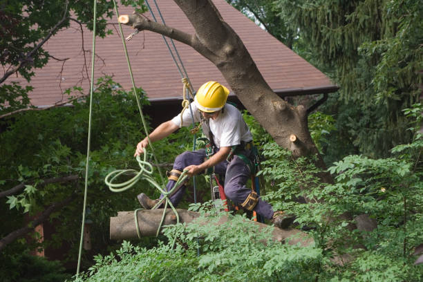 Best Landscape Design and Installation  in Edgewood, PA