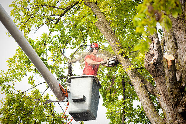 Trusted Edgewood, PA Tree Care Experts