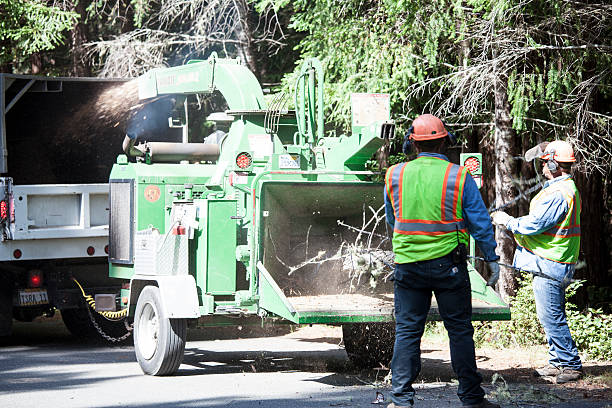 Best Tree Cabling and Bracing  in Edgewood, PA
