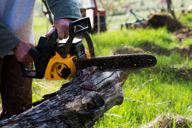 How Our Tree Care Process Works  in  Edgewood, PA